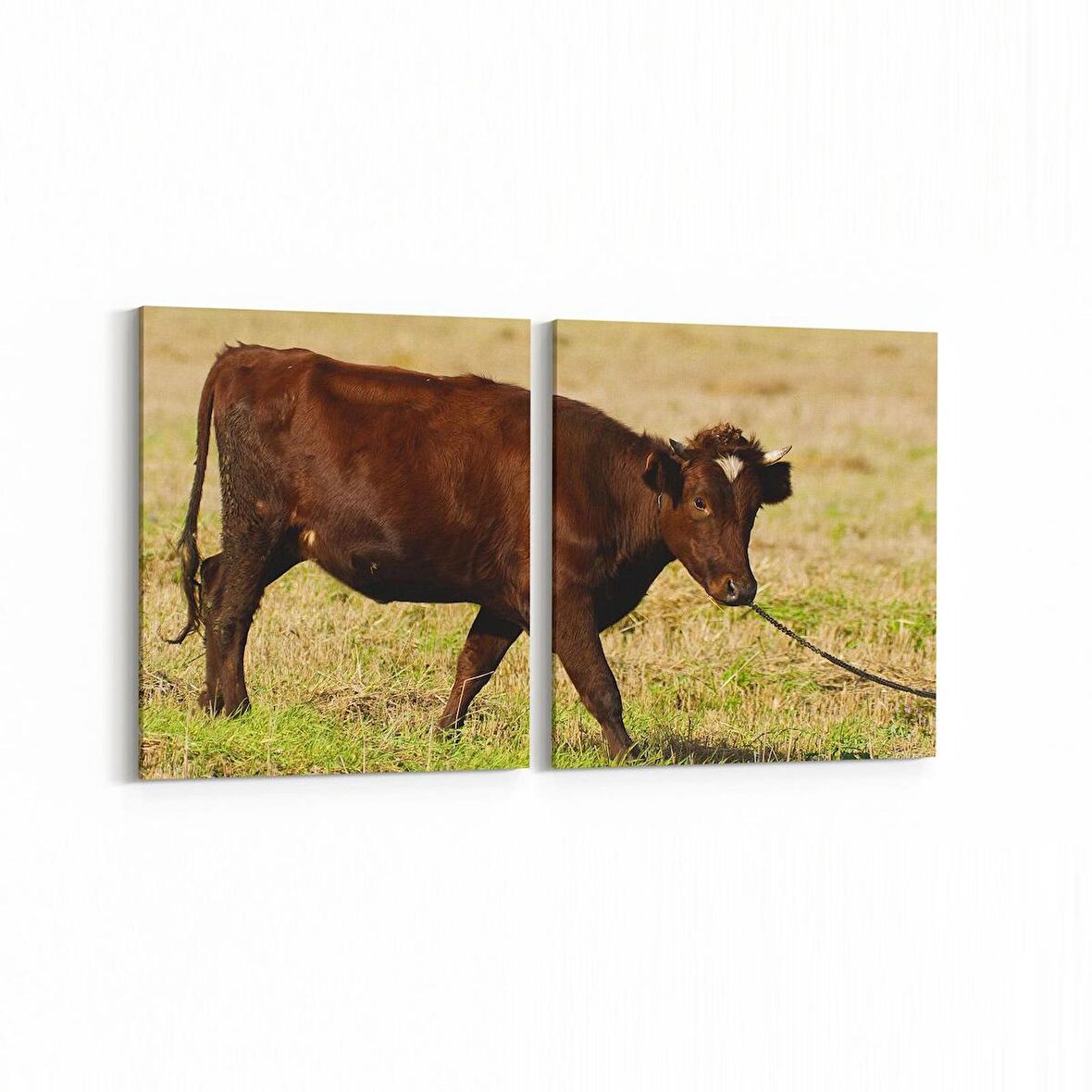 Olla 12581K2Y Hayvanlar Alemi Görseli Kare 2'li Yatay Kanvas Tablo (Ölçü: 85X40)