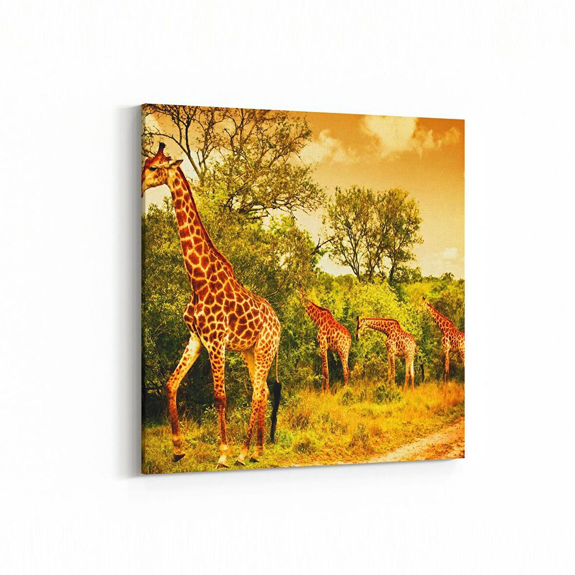 Olla 12484K Hayvanlar Alemi Görseli Kare Kanvas Tablo (Ölçü: 25X25)