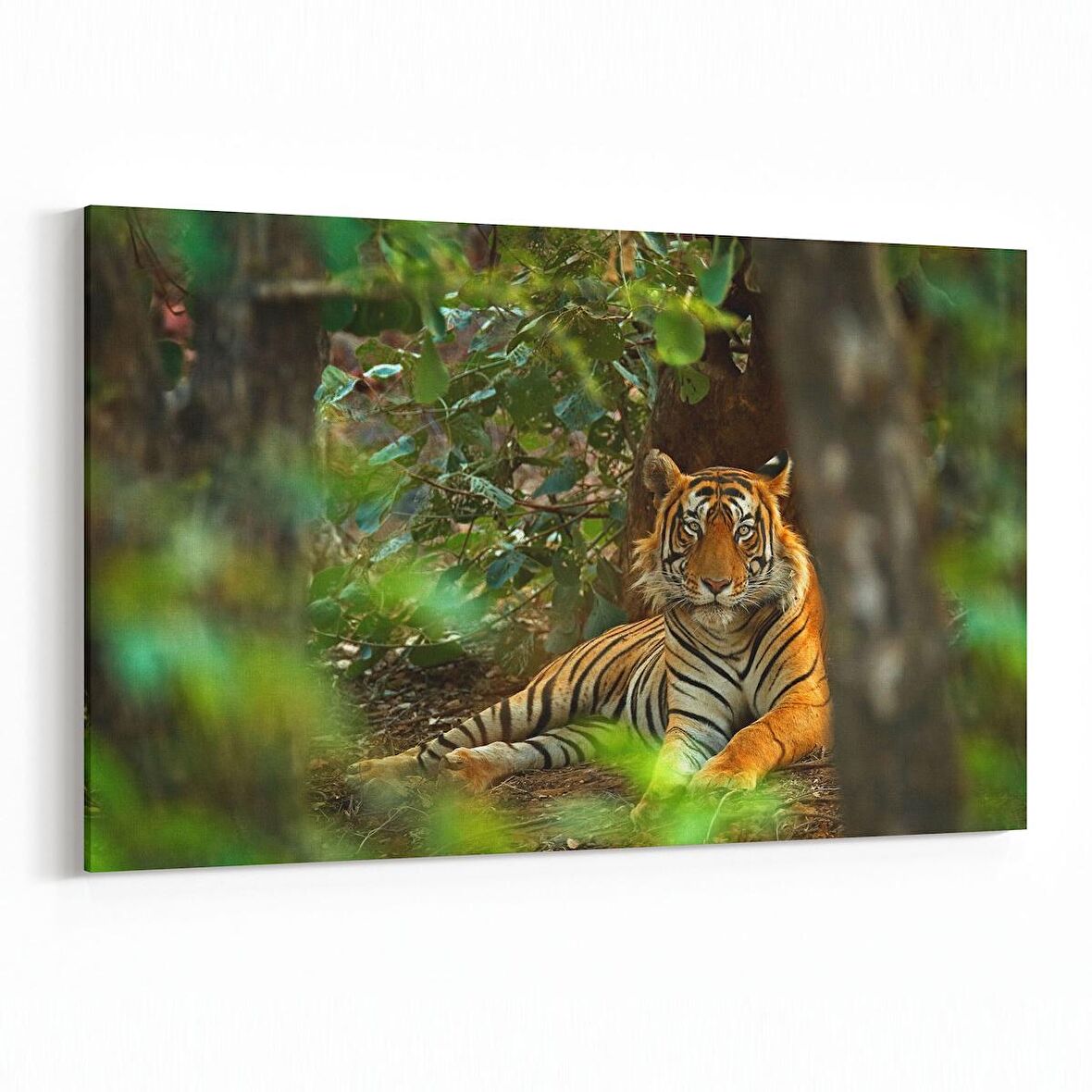 Olla 12659Y Hayvanlar Alemi Görseli Yatay Kanvas Tablo (Ölçü: 45X30)