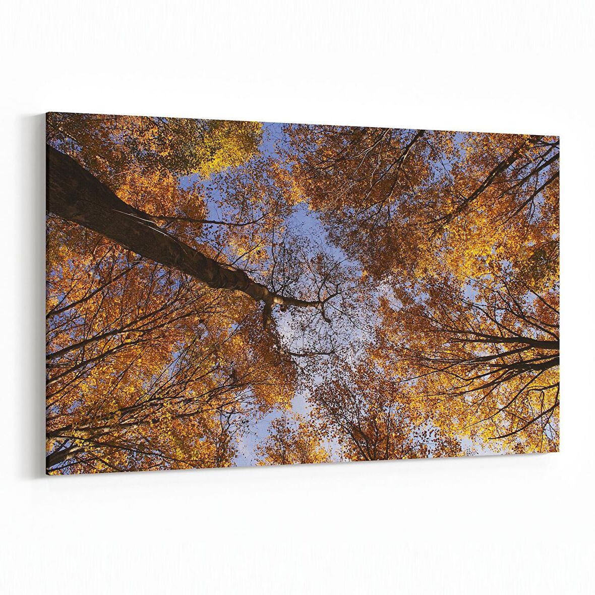 Olla 10856Y Ağaç Görseli Yatay Kanvas Tablo (Ölçü: 150X100)