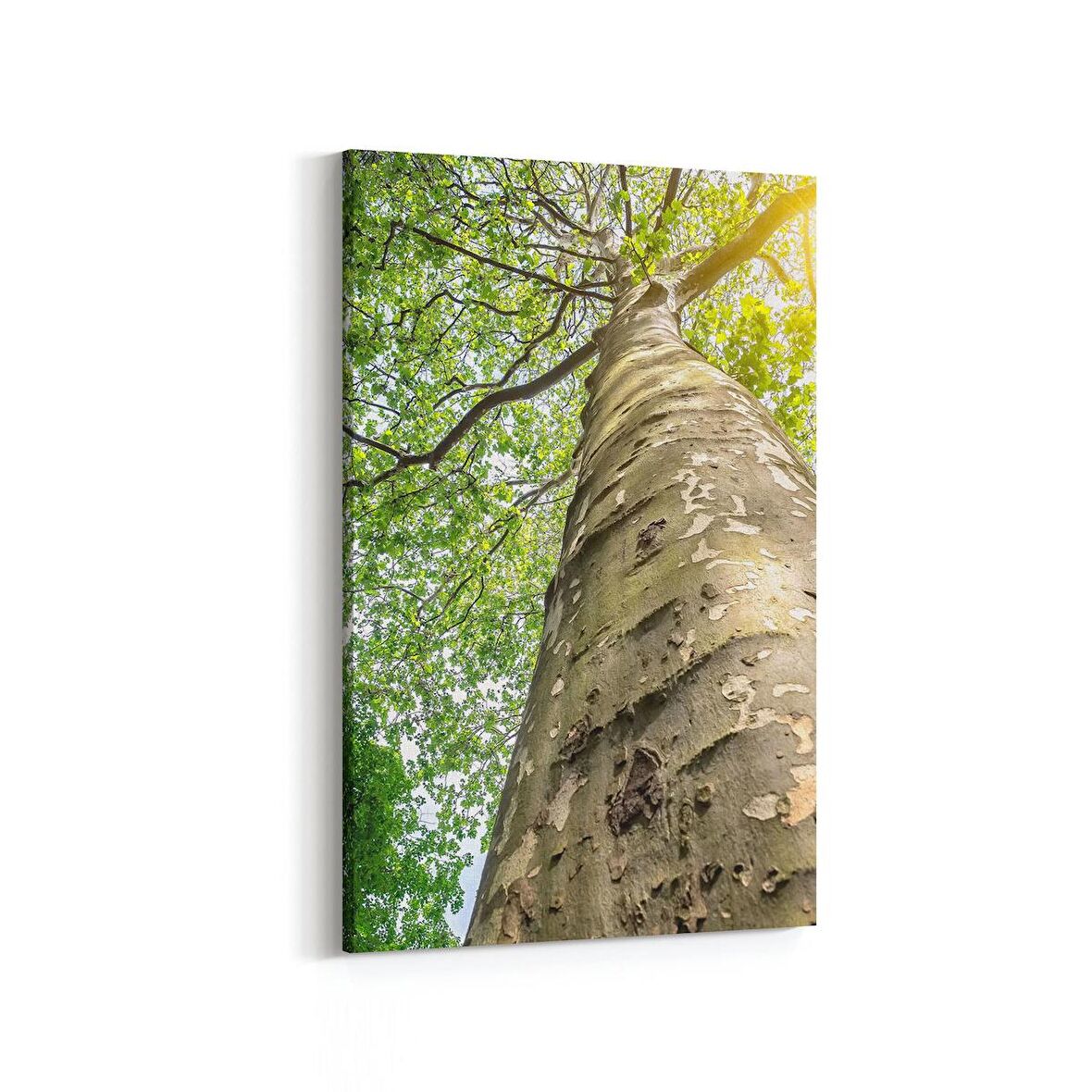 Olla 10485D Ağaç Görseli Dikey Kanvas Tablo (Ölçü: 60X90)