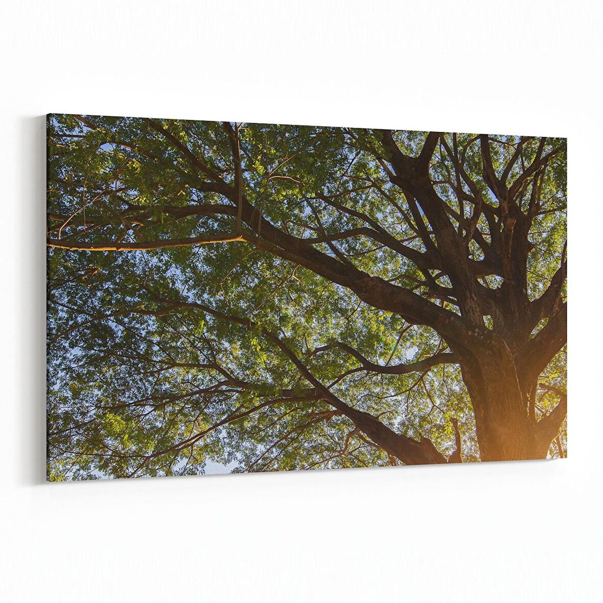 Olla 10646Y Ağaç Görseli Yatay Kanvas Tablo (Ölçü: 45X30)