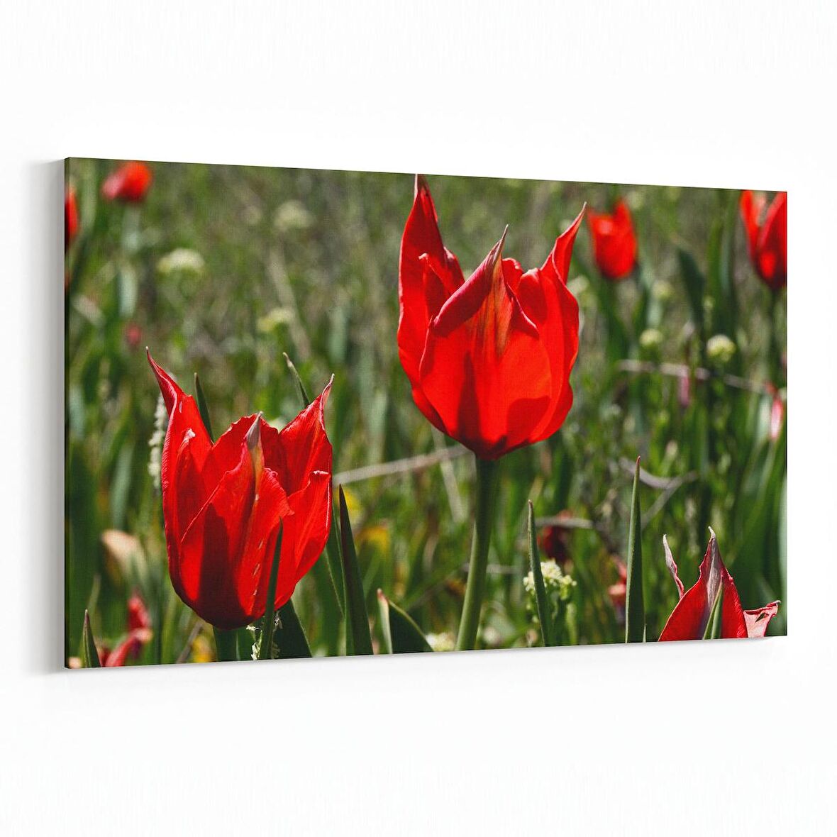 Olla 14225Y Doğa / Manzara Görseli Yatay Kanvas Tablo (Ölçü: 30X20)