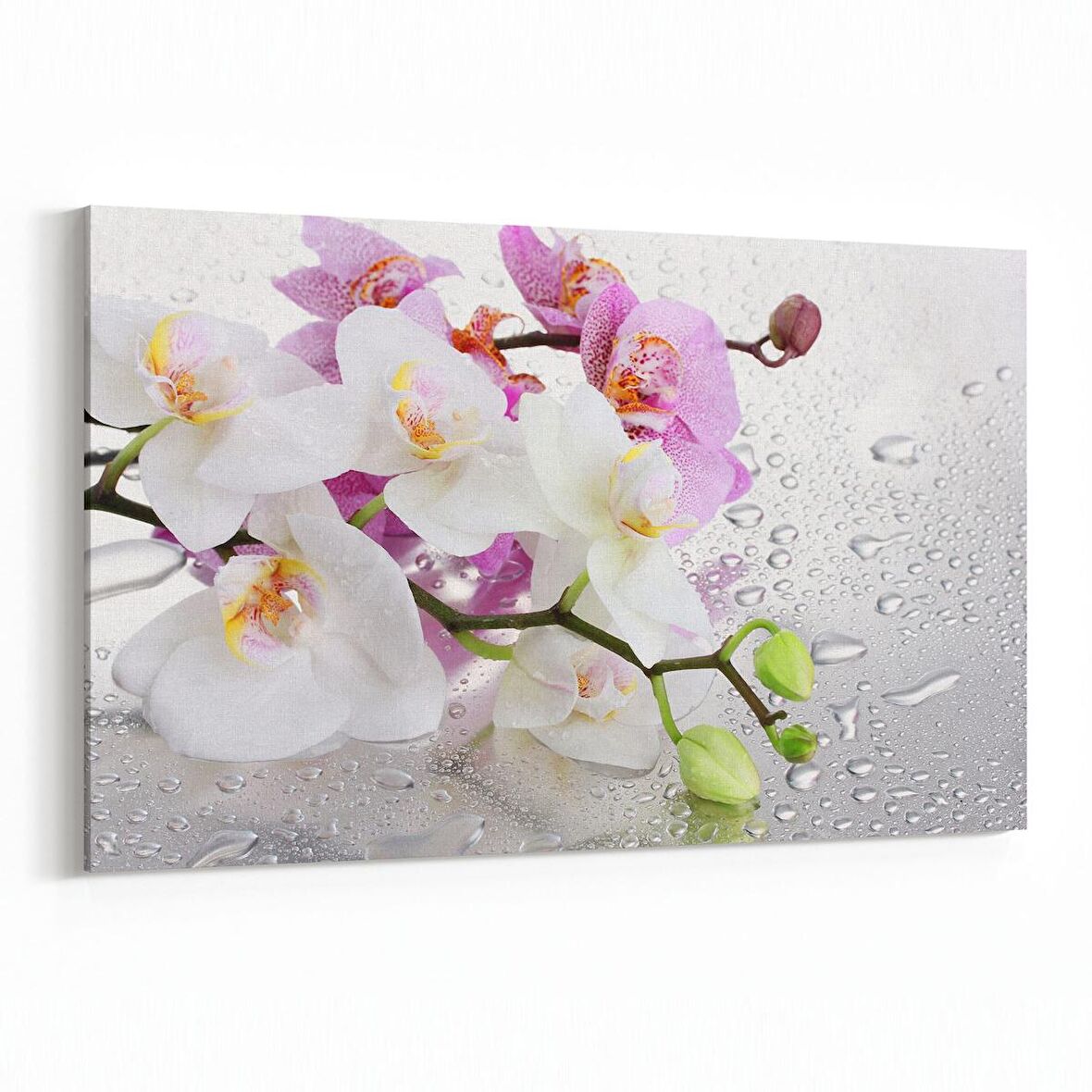 Olla 11670Y Orkide Çiçek Görseli Yatay Kanvas Tablo (Ölçü: 90X60)