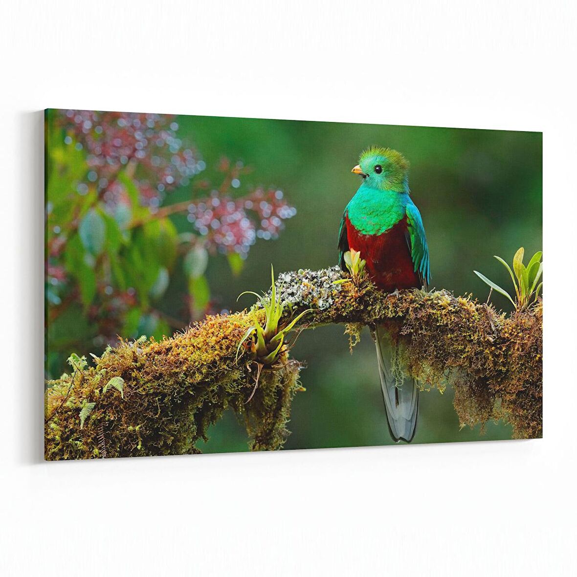 Olla 12632Y Hayvanlar Alemi Görseli Yatay Kanvas Tablo (Ölçü: 45X30)