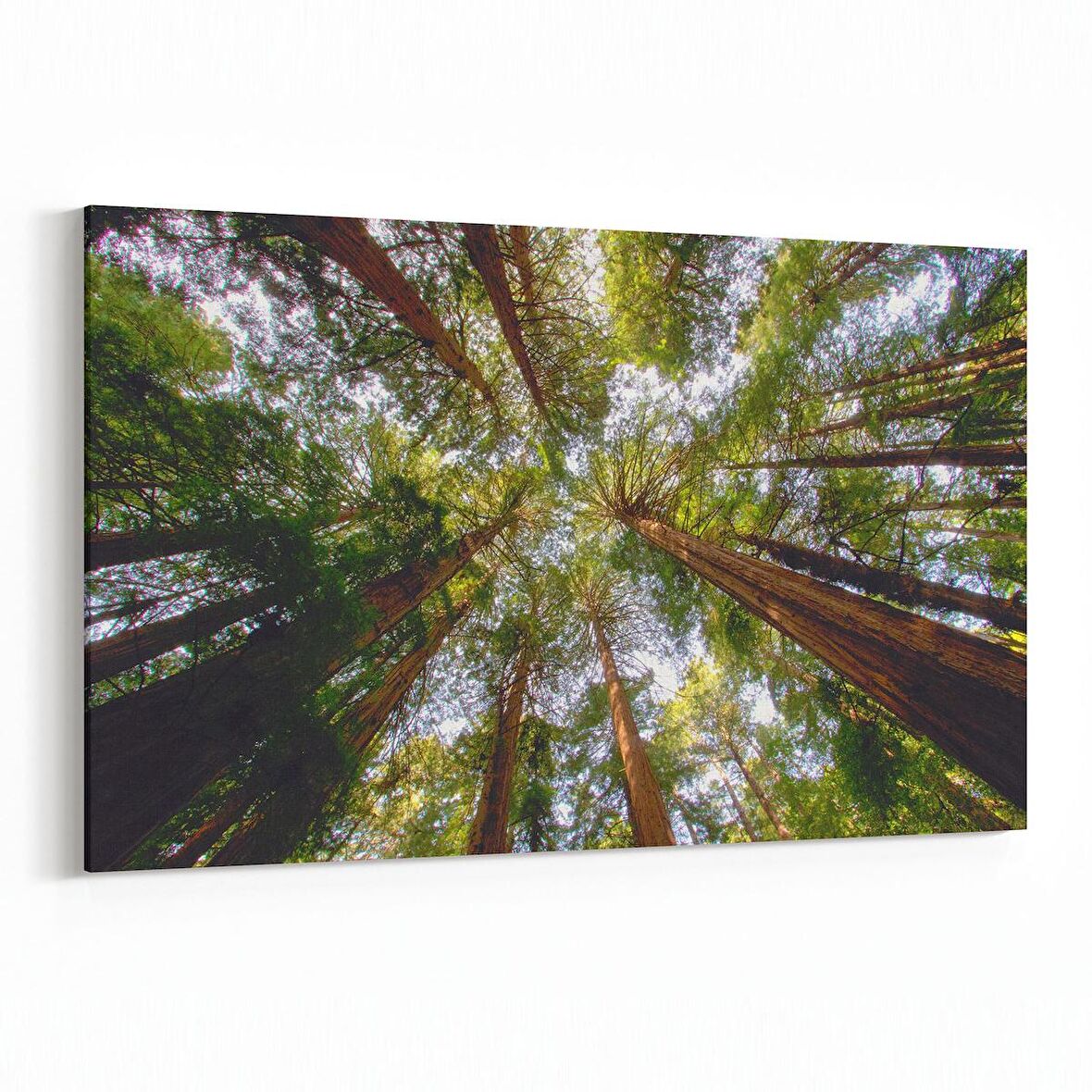 Olla 10603Y Ağaç Görseli Yatay Kanvas Tablo (Ölçü: 120X80)