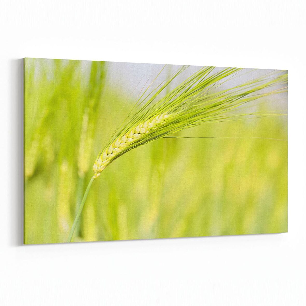 Olla 14327Y Doğa / Manzara Görseli Yatay Kanvas Tablo (Ölçü: 30X20)