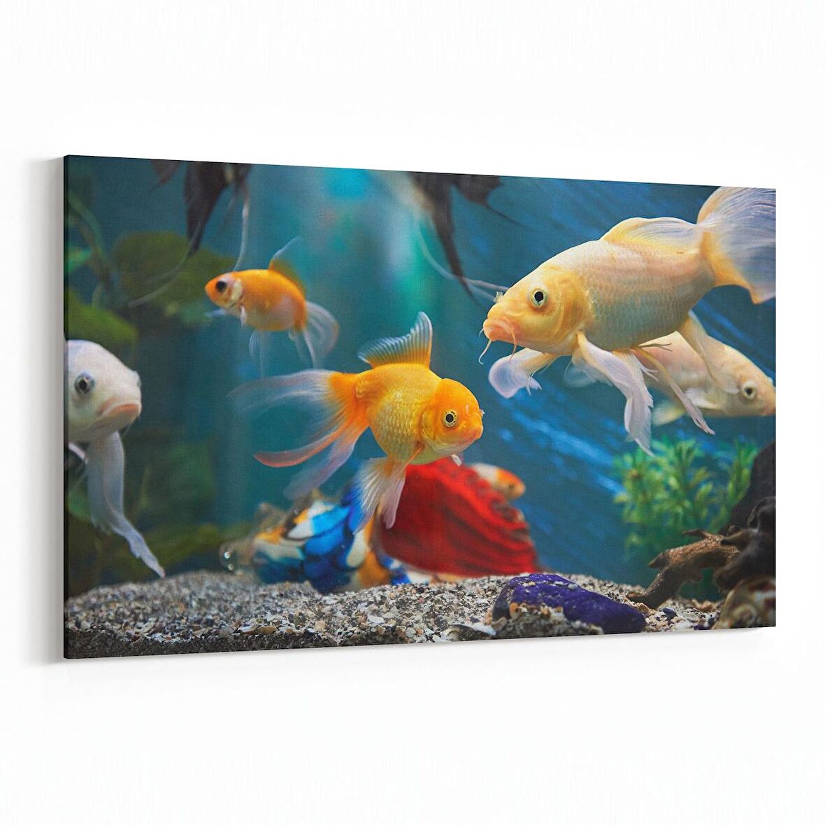 Olla 12145Y Akvaryum / Balık Görseli Yatay Kanvas Tablo (Ölçü: 45X30)