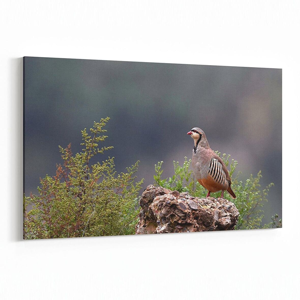 Olla 12622Y Hayvanlar Alemi Görseli Yatay Kanvas Tablo (Ölçü: 150X100)