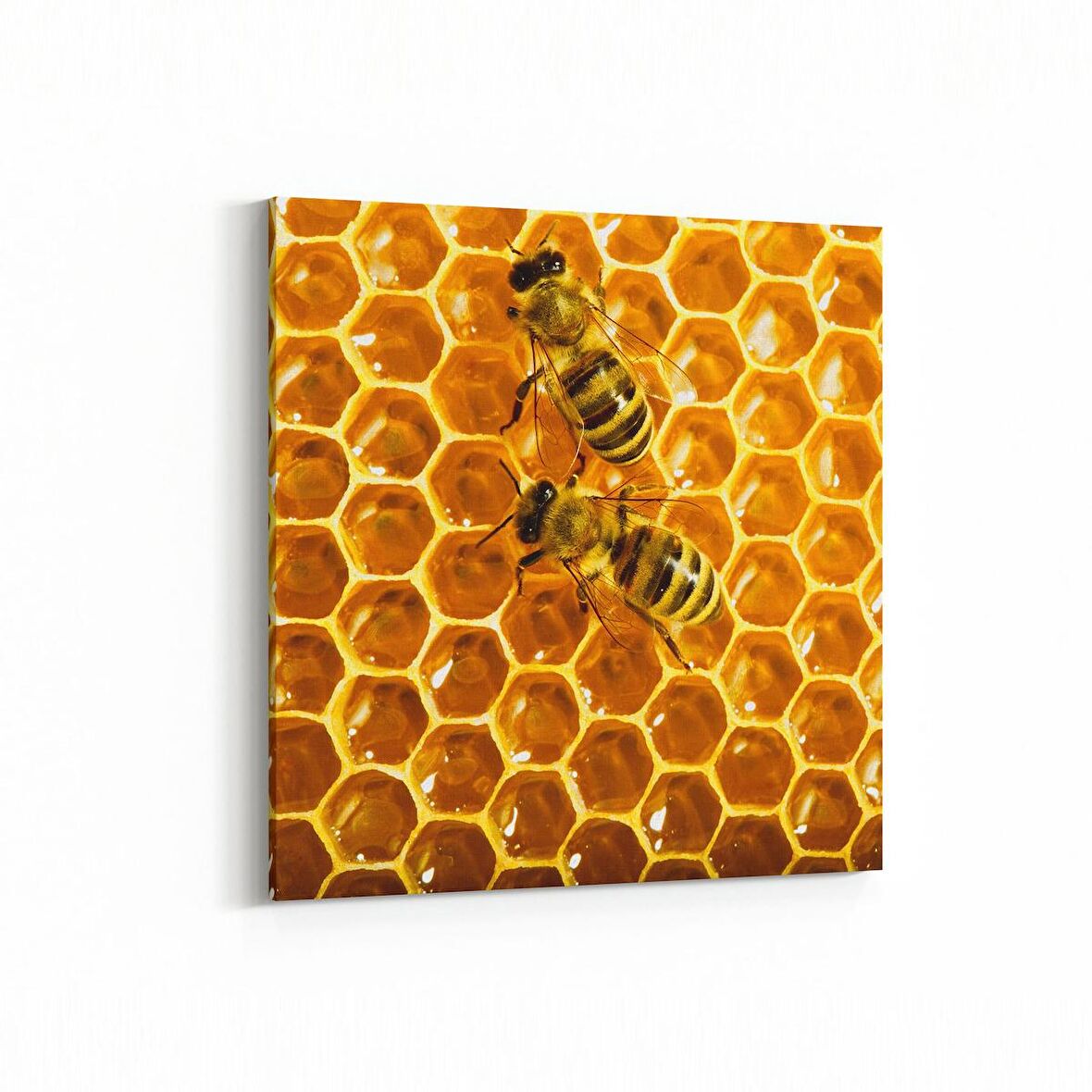 Olla 12478K Hayvanlar Alemi Görseli Kare Kanvas Tablo (Ölçü: 25X25)