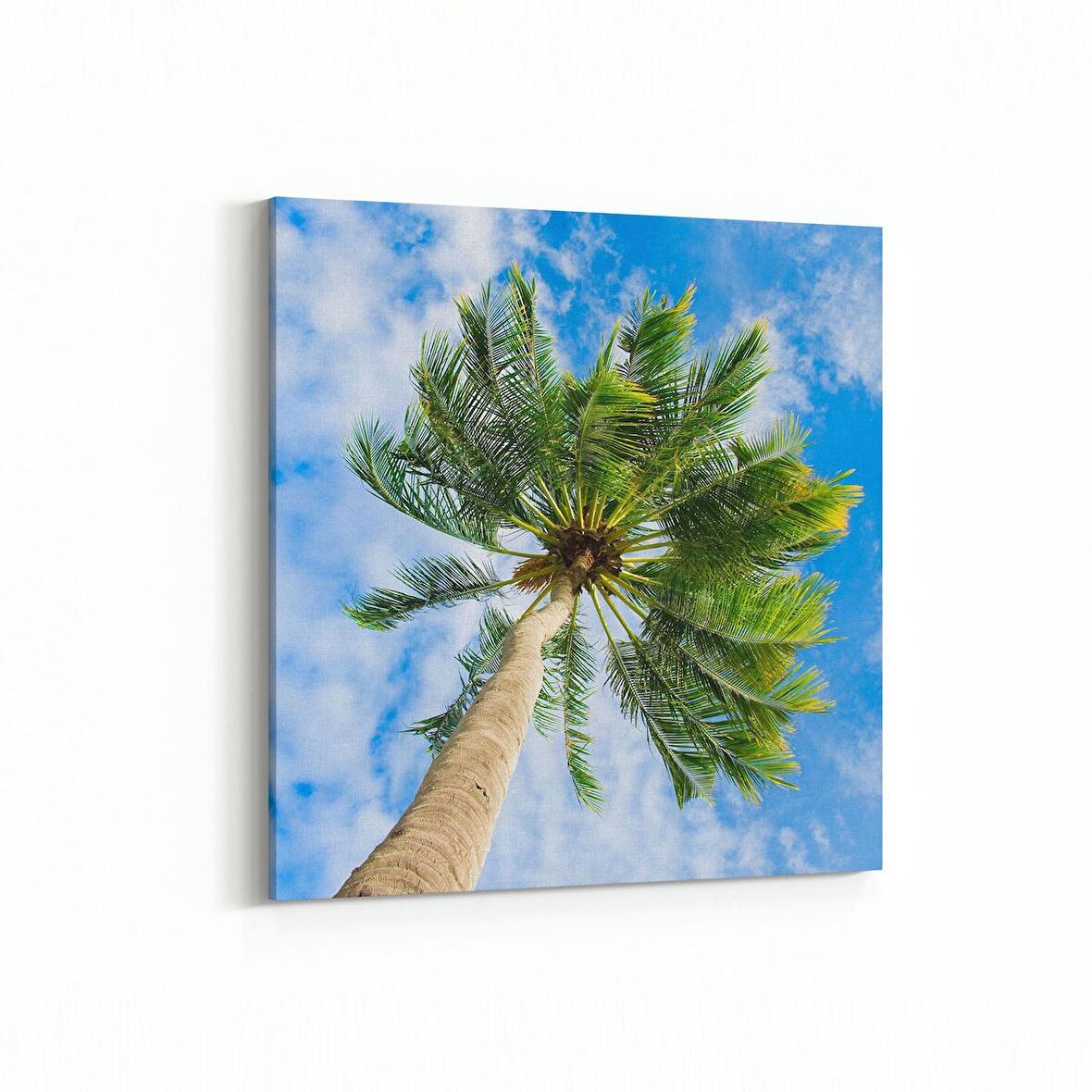 Olla 11535K Palmiye Ağacı Görseli Kare Kanvas Tablo (Ölçü: 25X25)