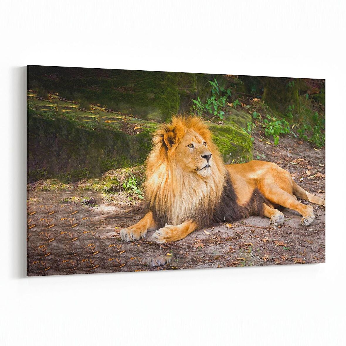 Olla 12651Y Hayvanlar Alemi Görseli Yatay Kanvas Tablo (Ölçü: 150X100)