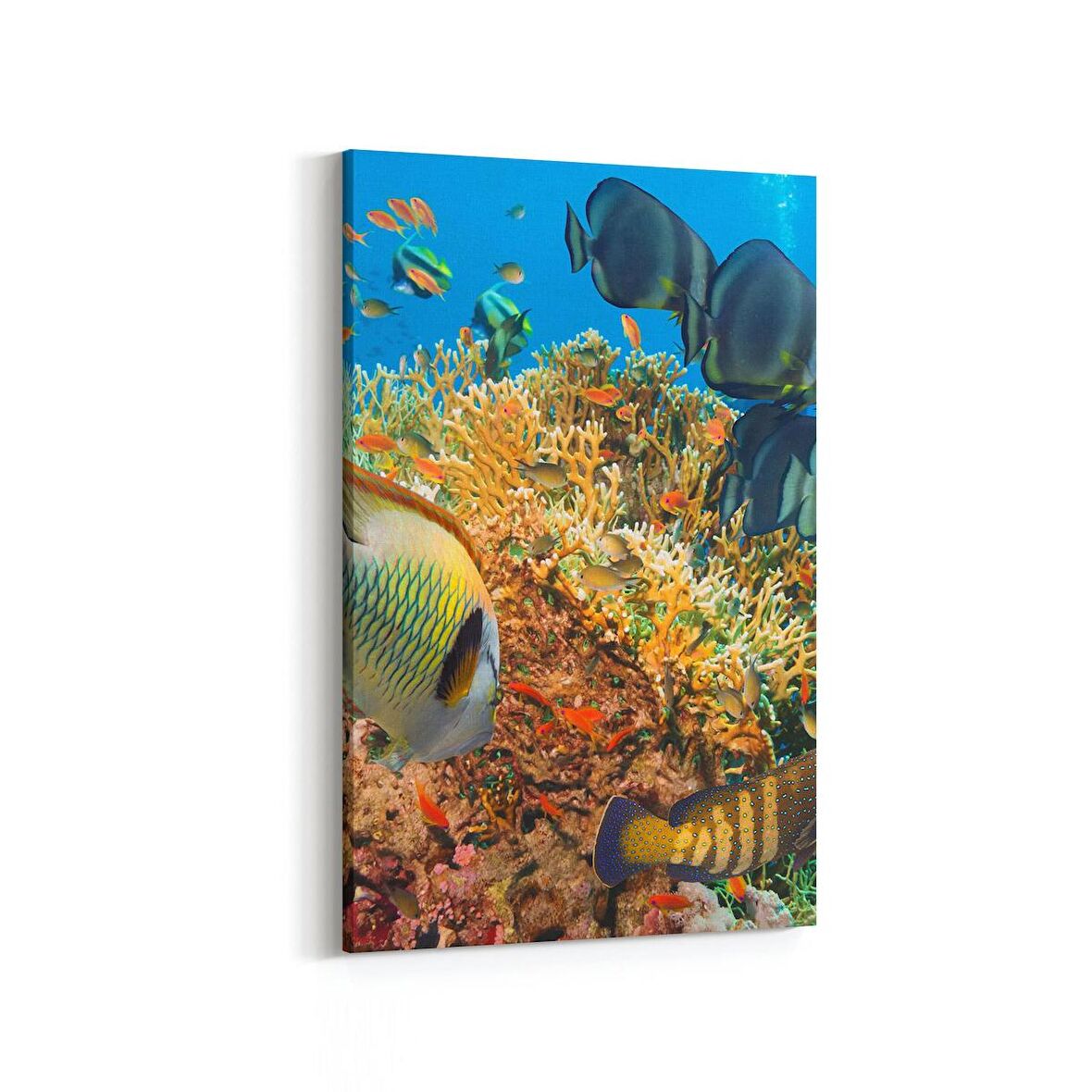 Olla 12125D Akvaryum / Balık Görseli Dikey Kanvas Tablo (Ölçü: 80X120)