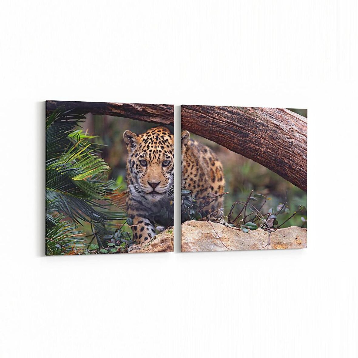 Olla 12551K2Y Hayvanlar Alemi Görseli Kare 2'li Yatay Kanvas Tablo (Ölçü: 145X70)