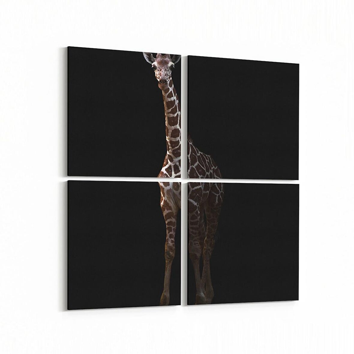 Olla 12467K4 Hayvanlar Alemi Görseli Kare 4'lü Kanvas Tablo (Ölçü: 65X65)