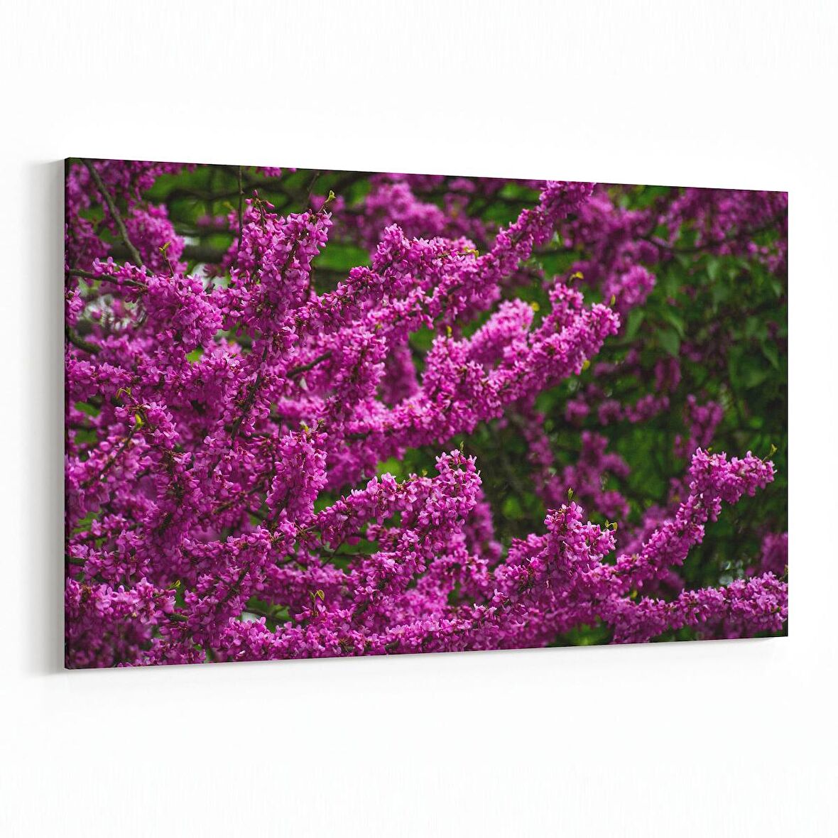 Olla 11018Y Ağaç Görseli Yatay Kanvas Tablo (Ölçü: 30X20)