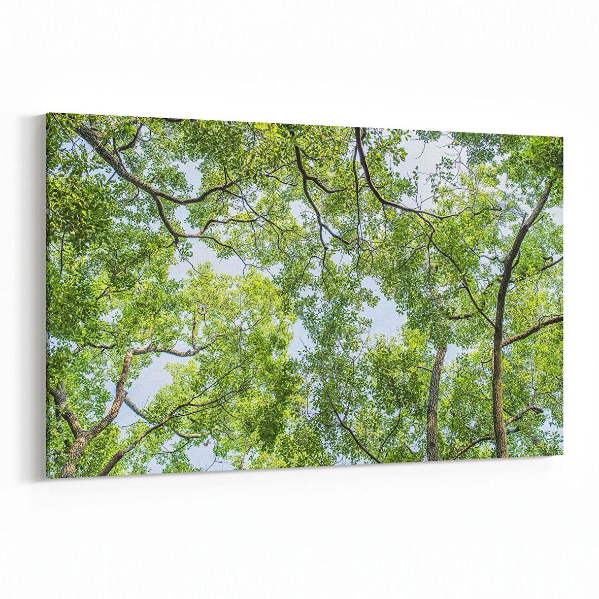 Olla 10624Y Ağaç Görseli Yatay Kanvas Tablo (Ölçü: 90X60)