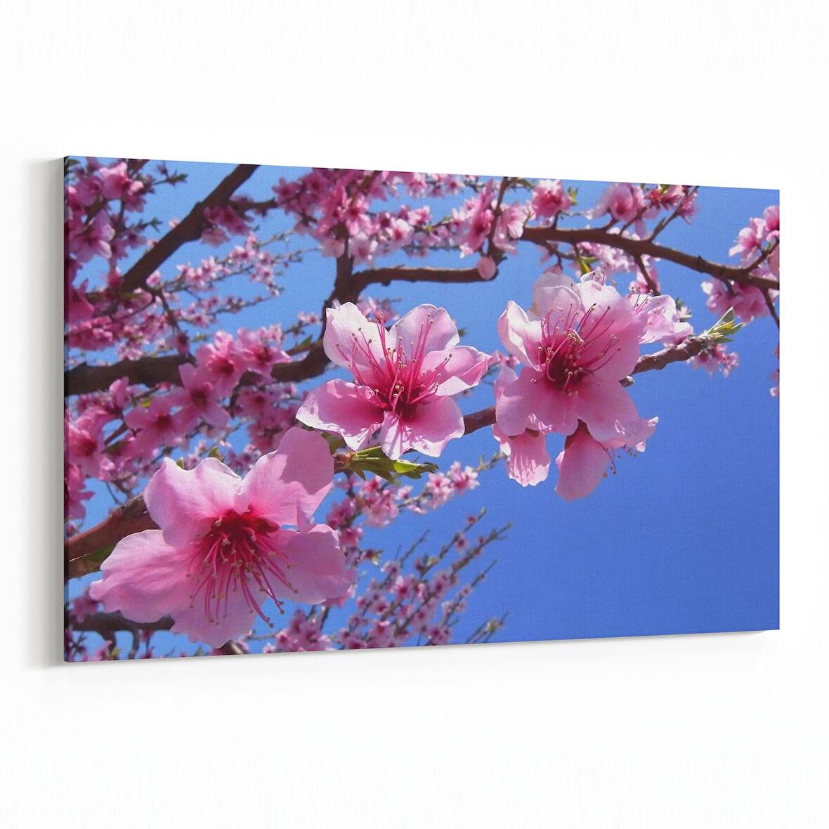 Olla 10813Y Ağaç Görseli Yatay Kanvas Tablo (Ölçü: 45X30)