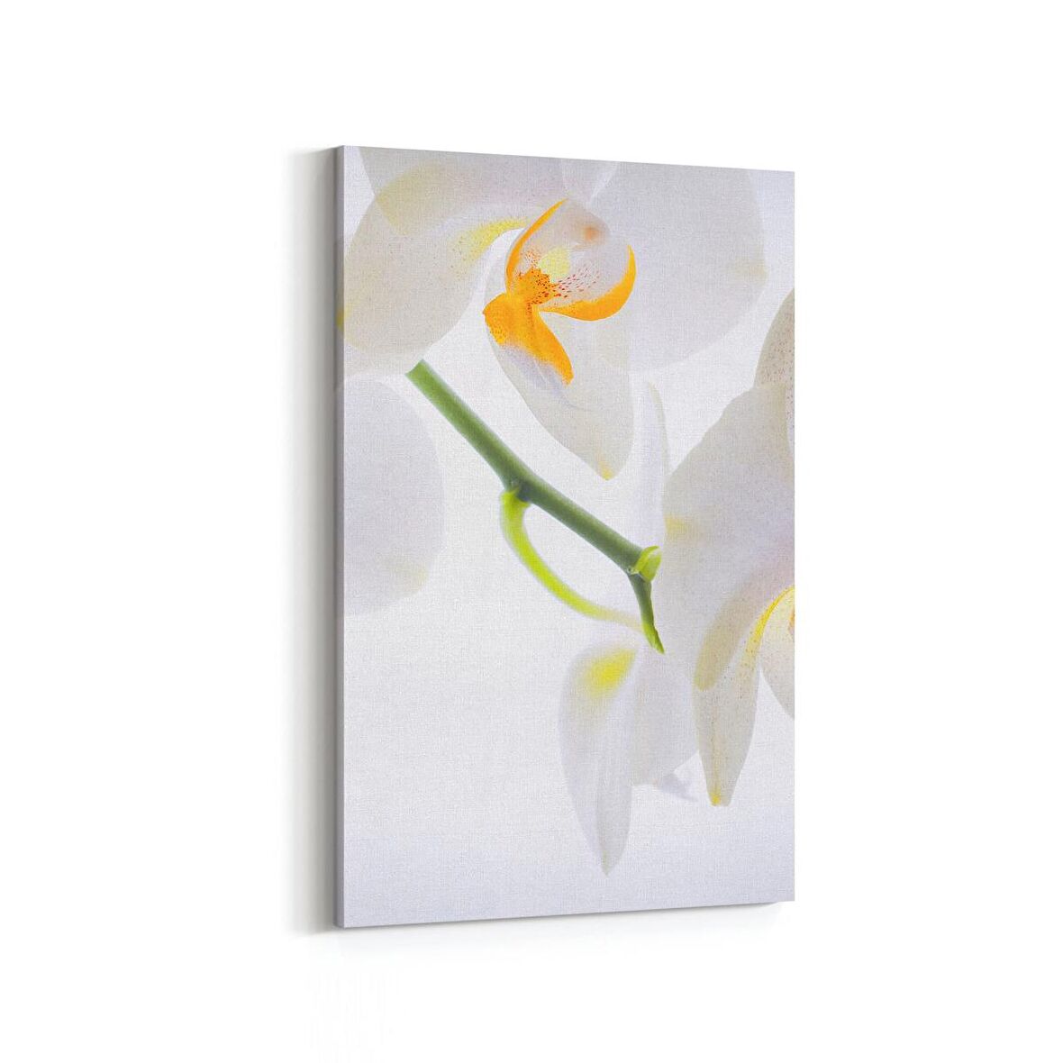Olla 11707D Orkide Çiçek Görseli Dikey Kanvas Tablo (Ölçü: 100X150)