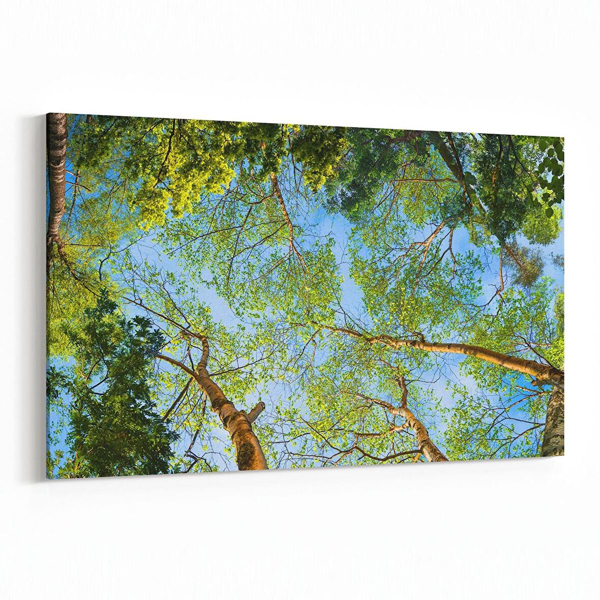 Olla 10652Y Ağaç Görseli Yatay Kanvas Tablo (Ölçü: 120X80)