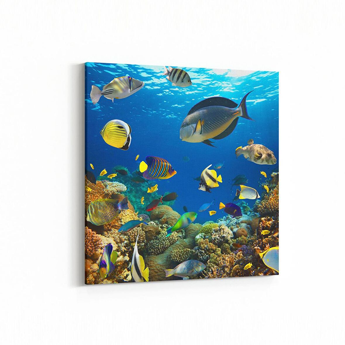 Olla 12207K Akvaryum / Balık Görseli Kare Kanvas Tablo (Ölçü: 25X25)