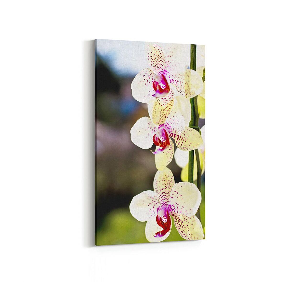 Olla 11725DD Orkide Çiçek Görseli Dikey Dar Kanvas Tablo (Ölçü: 40X80)