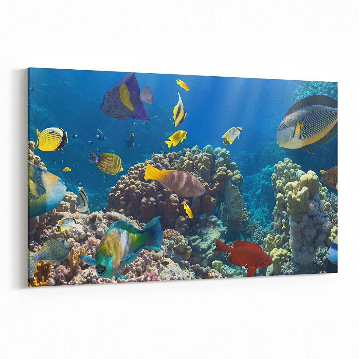 Olla 12101Y Akvaryum / Balık Görseli Yatay Kanvas Tablo (Ölçü: 70X50)