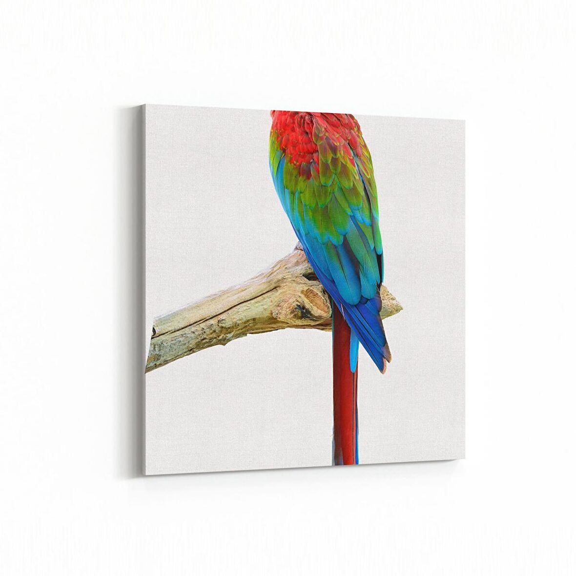 Olla 12674K Hayvanlar Alemi Görseli Kare Kanvas Tablo (Ölçü: 100X100)