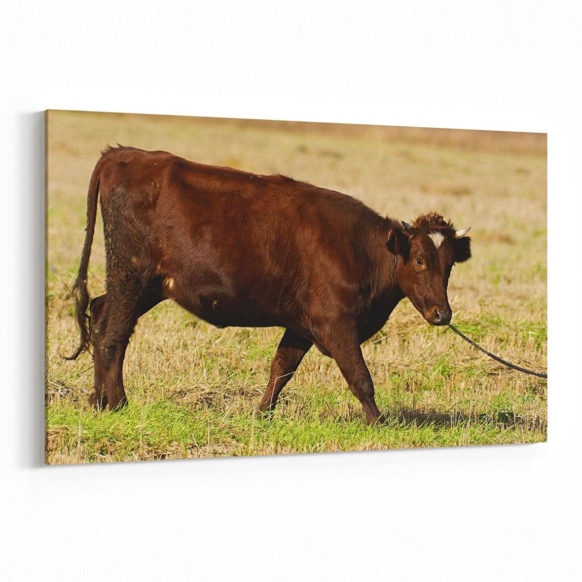 Olla 12581Y Hayvanlar Alemi Görseli Yatay Kanvas Tablo (Ölçü: 120X80)