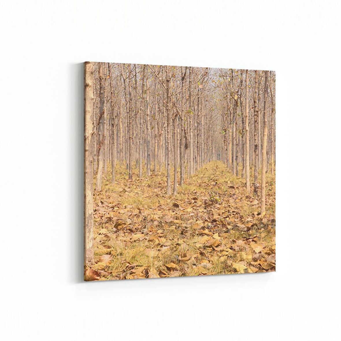 Olla 14460K Doğa / Manzara Görseli Kare Kanvas Tablo (Ölçü: 25X25)