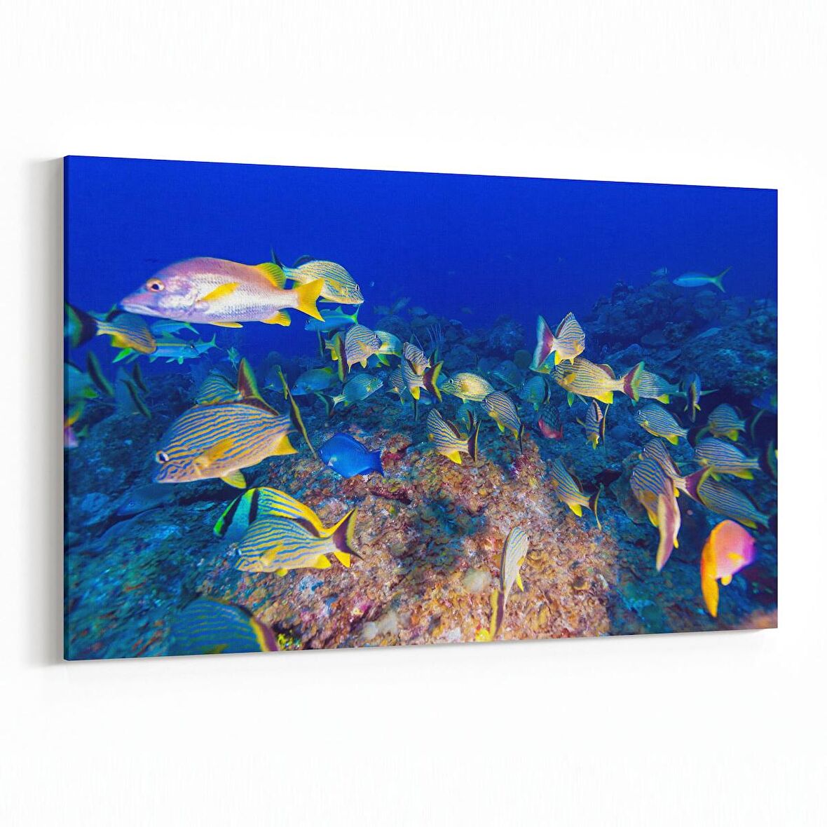 Olla 12150Y Akvaryum / Balık Görseli Yatay Kanvas Tablo (Ölçü: 90X60)