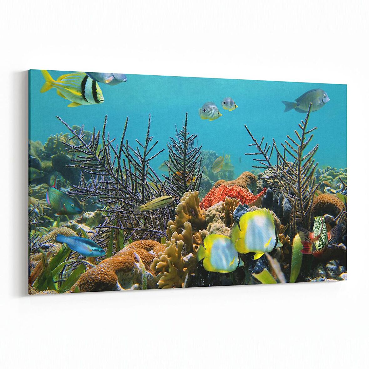 Olla 12204Y Akvaryum / Balık Görseli Yatay Kanvas Tablo (Ölçü: 70X50)