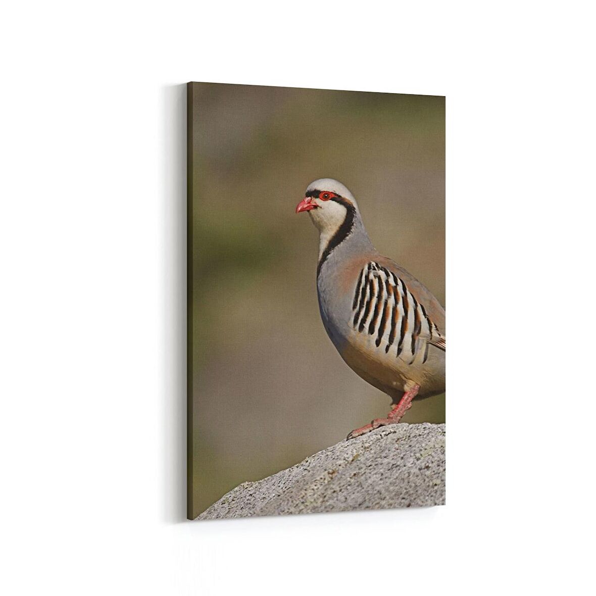 Olla 12471D Hayvanlar Alemi Görseli Dikey Kanvas Tablo (Ölçü: 60X90)