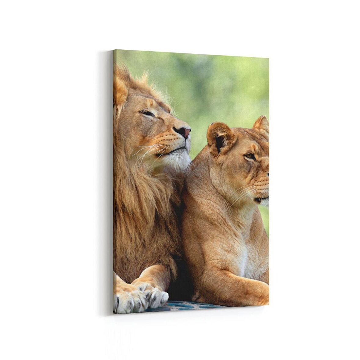 Olla 12458D Hayvanlar Alemi Görseli Dikey Kanvas Tablo (Ölçü: 100X150)