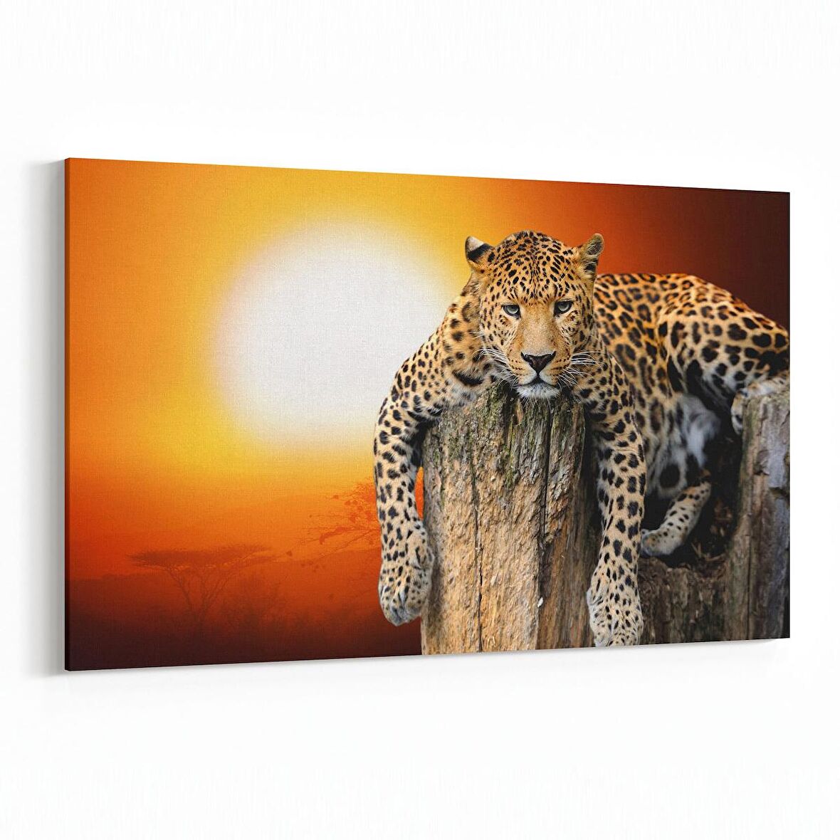 Olla 12550Y Hayvanlar Alemi Görseli Yatay Kanvas Tablo (Ölçü: 150X100)