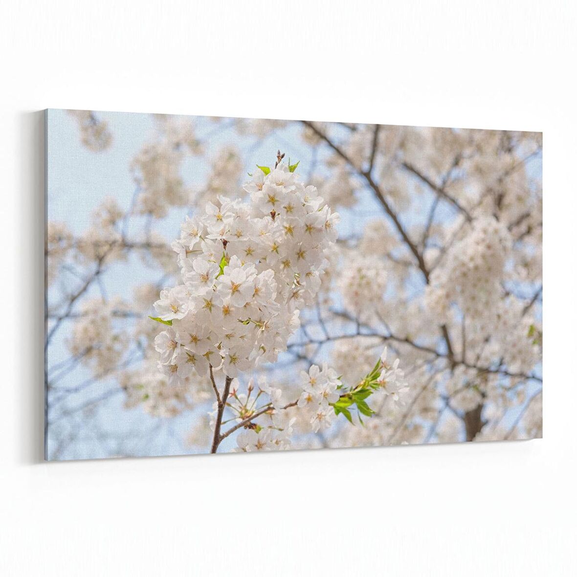 Olla 10573Y Ağaç Görseli Yatay Kanvas Tablo (Ölçü: 45X30)