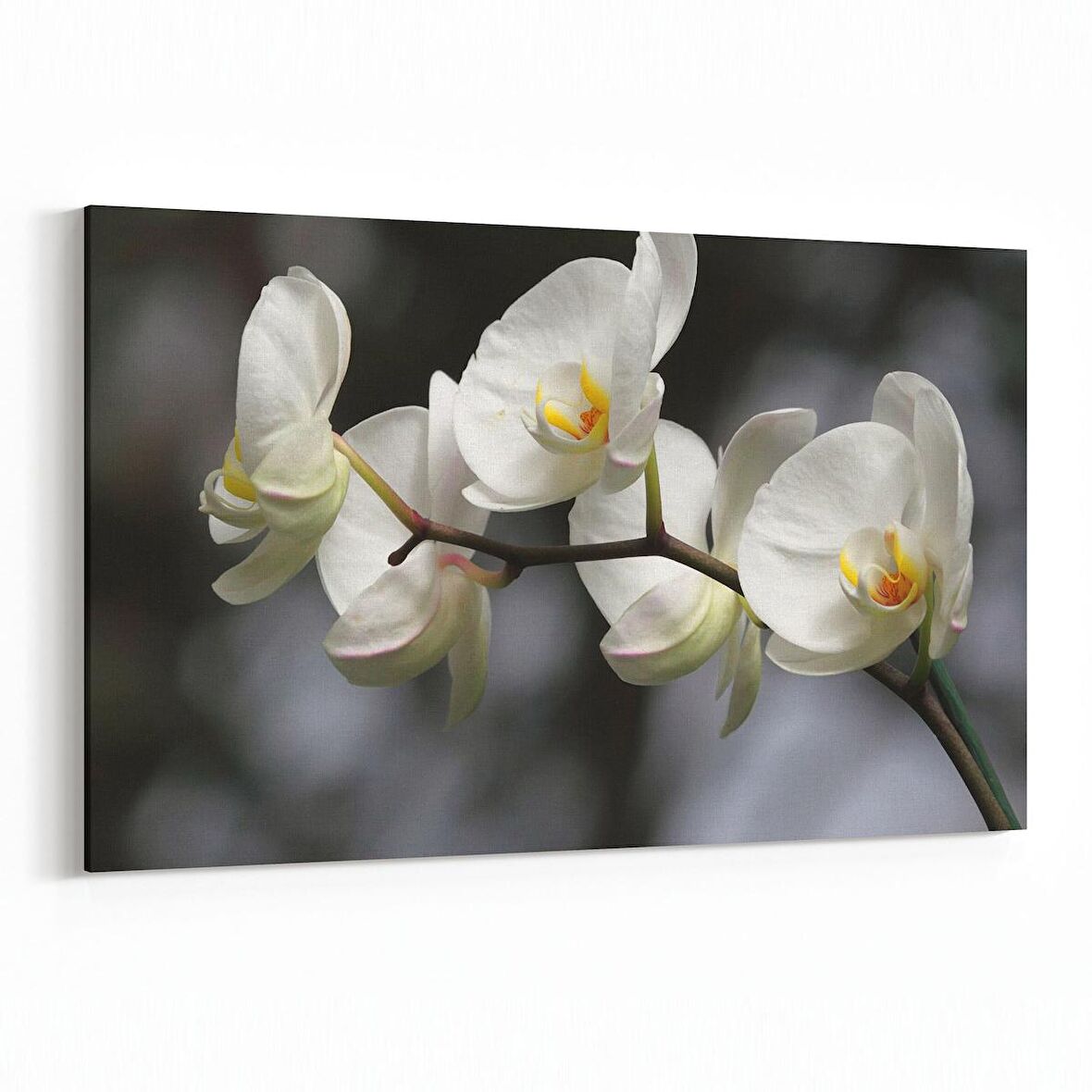 Olla 11753Y Orkide Çiçek Görseli Yatay Kanvas Tablo (Ölçü: 150X100)