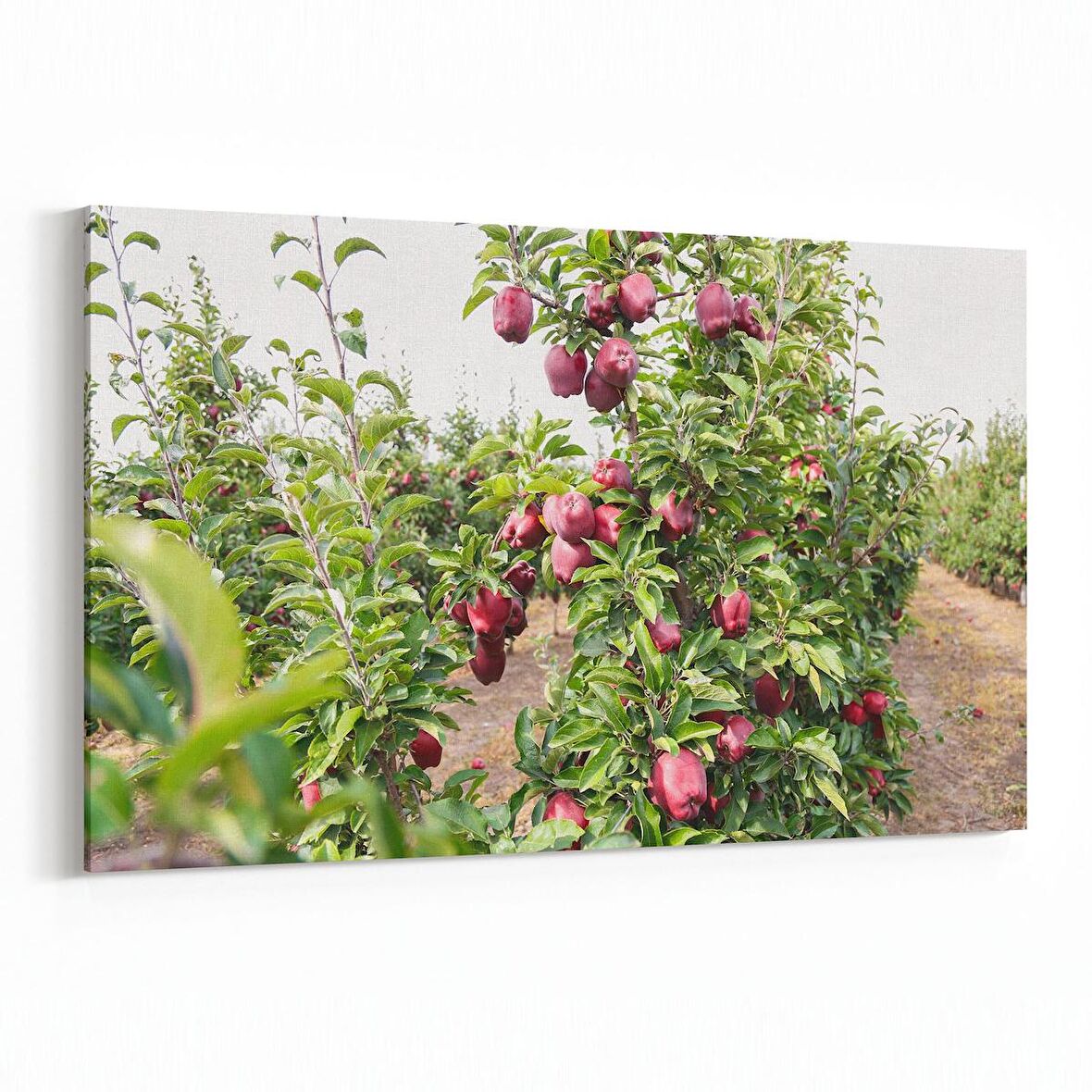 Olla 15079Y Gıda Görseli Yatay Kanvas Tablo (Ölçü: 45X30)