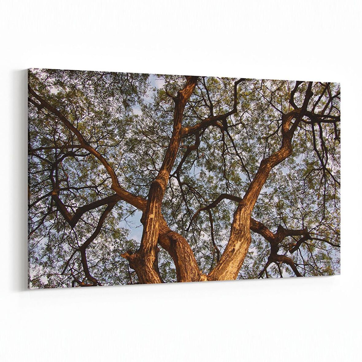 Olla 11061Y Ağaç Görseli Yatay Kanvas Tablo (Ölçü: 150X100)