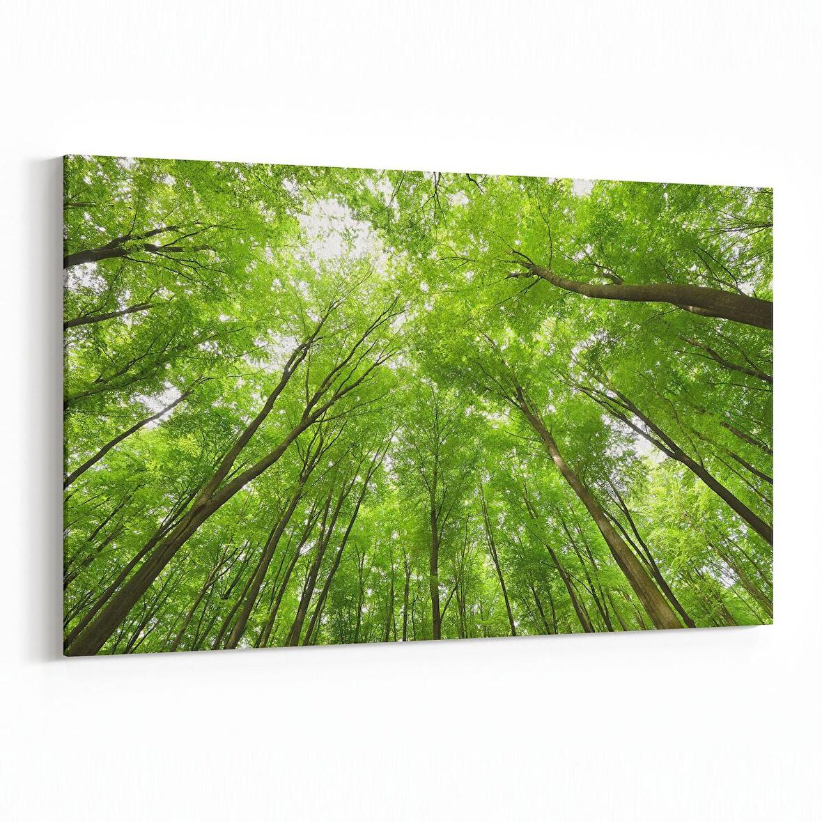 Olla 10778Y Ağaç Görseli Yatay Kanvas Tablo (Ölçü: 30X20)