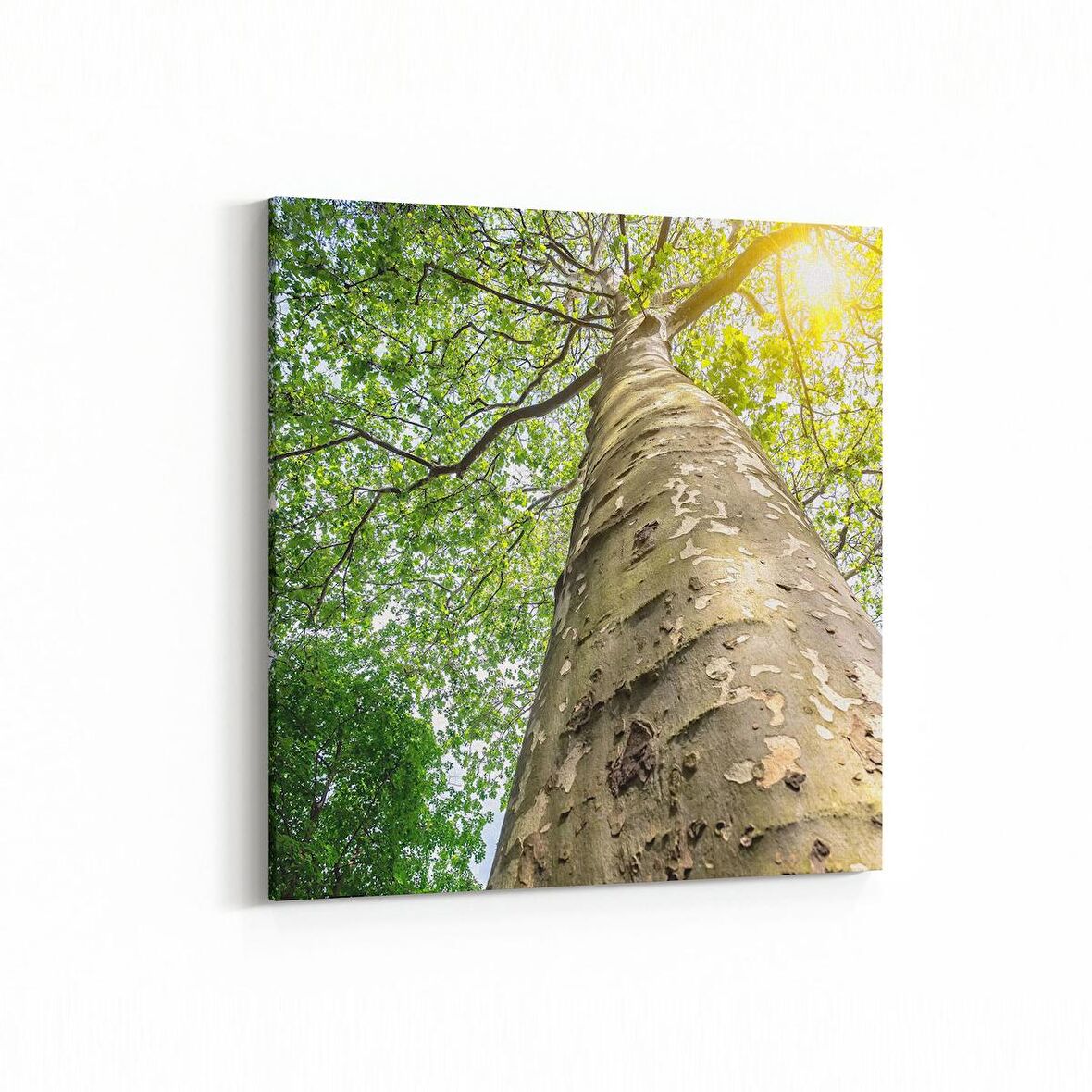 Olla 10485K Ağaç Görseli Kare Kanvas Tablo (Ölçü: 60X60)