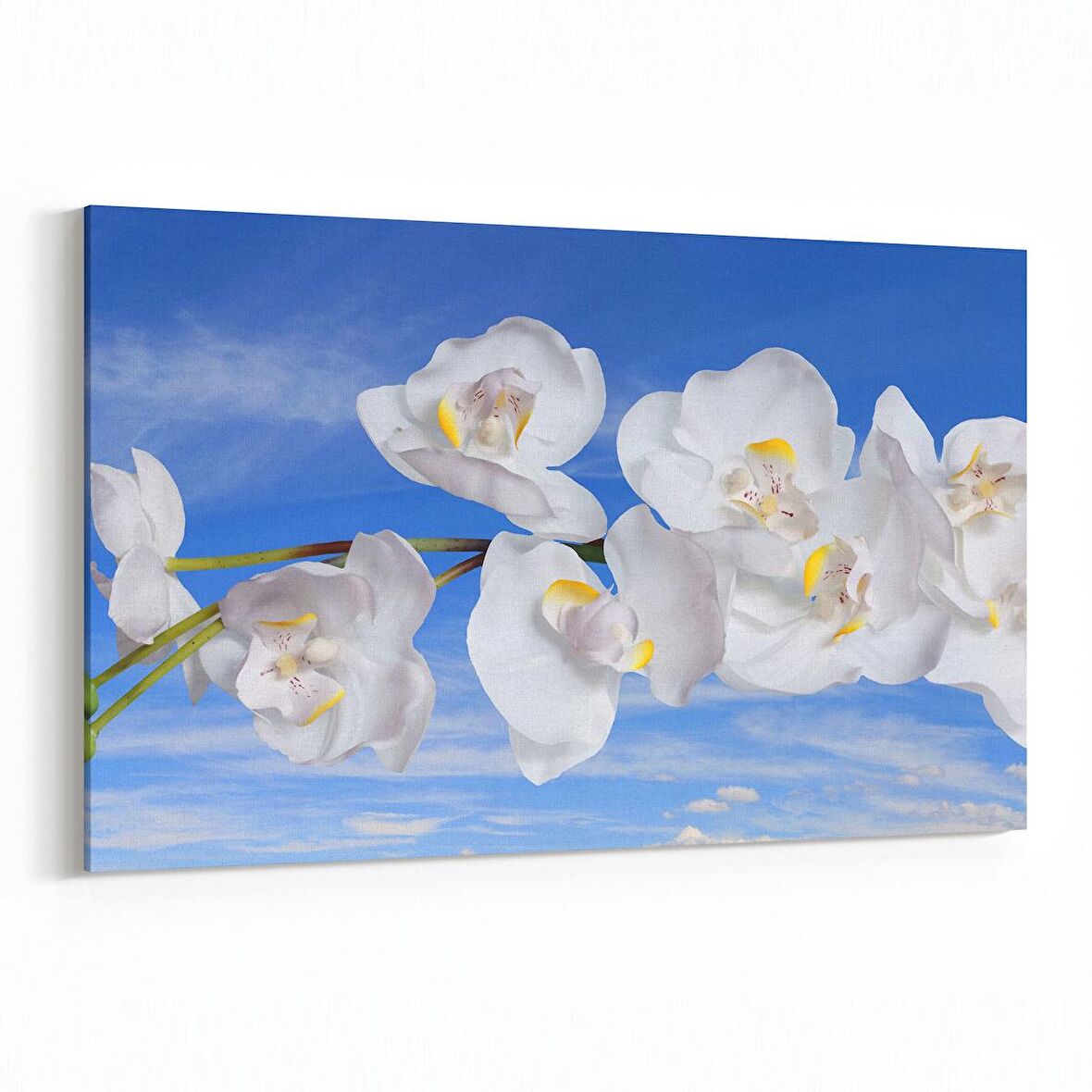 Olla 11719Y Orkide Çiçek Görseli Yatay Kanvas Tablo (Ölçü: 120X80)