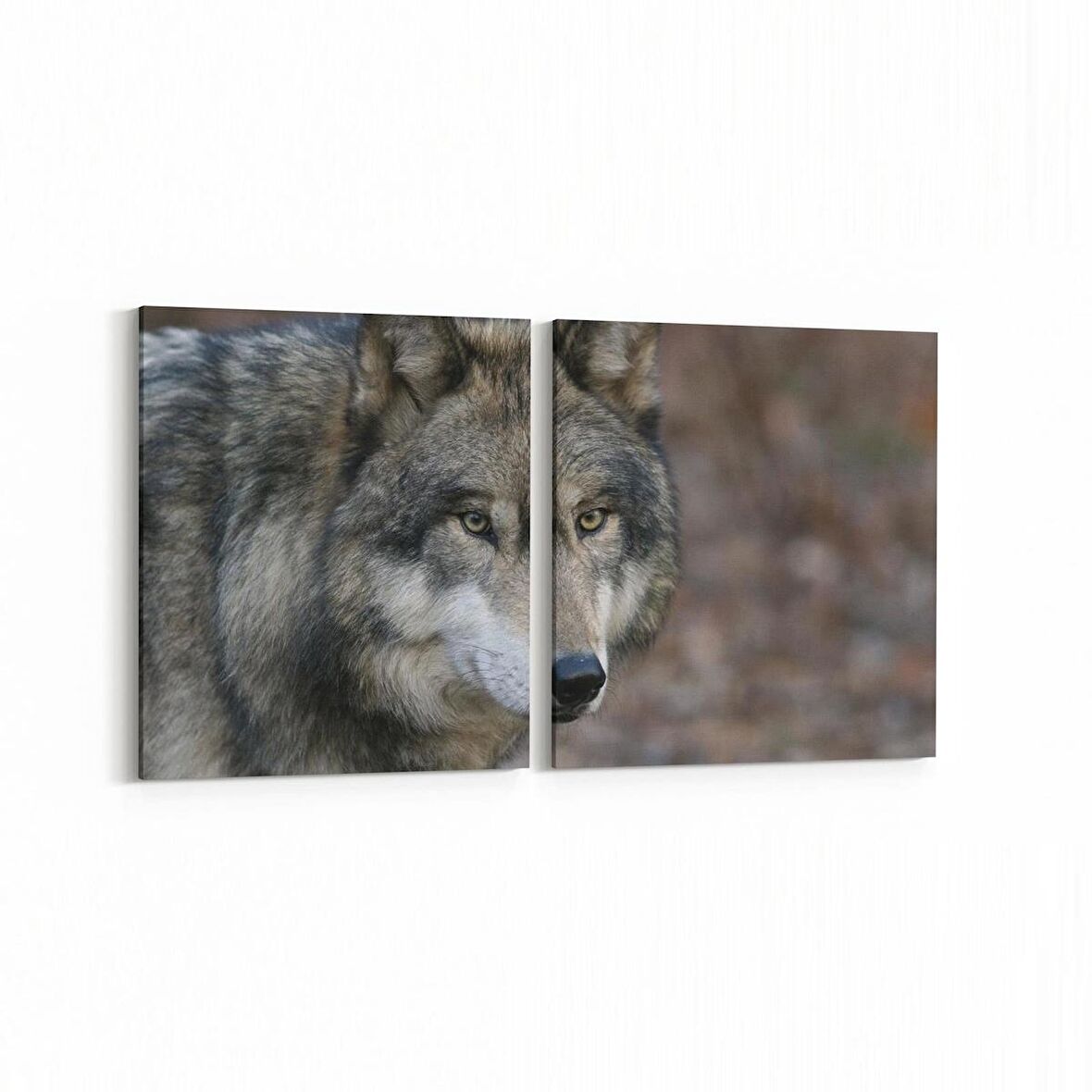 Olla 12585K2Y Hayvanlar Alemi Görseli Kare 2'li Yatay Kanvas Tablo (Ölçü: 65X30)