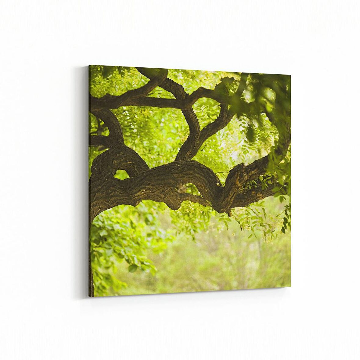 Olla 14049K Doğa / Manzara Görseli Kare Kanvas Tablo (Ölçü: 25X25)