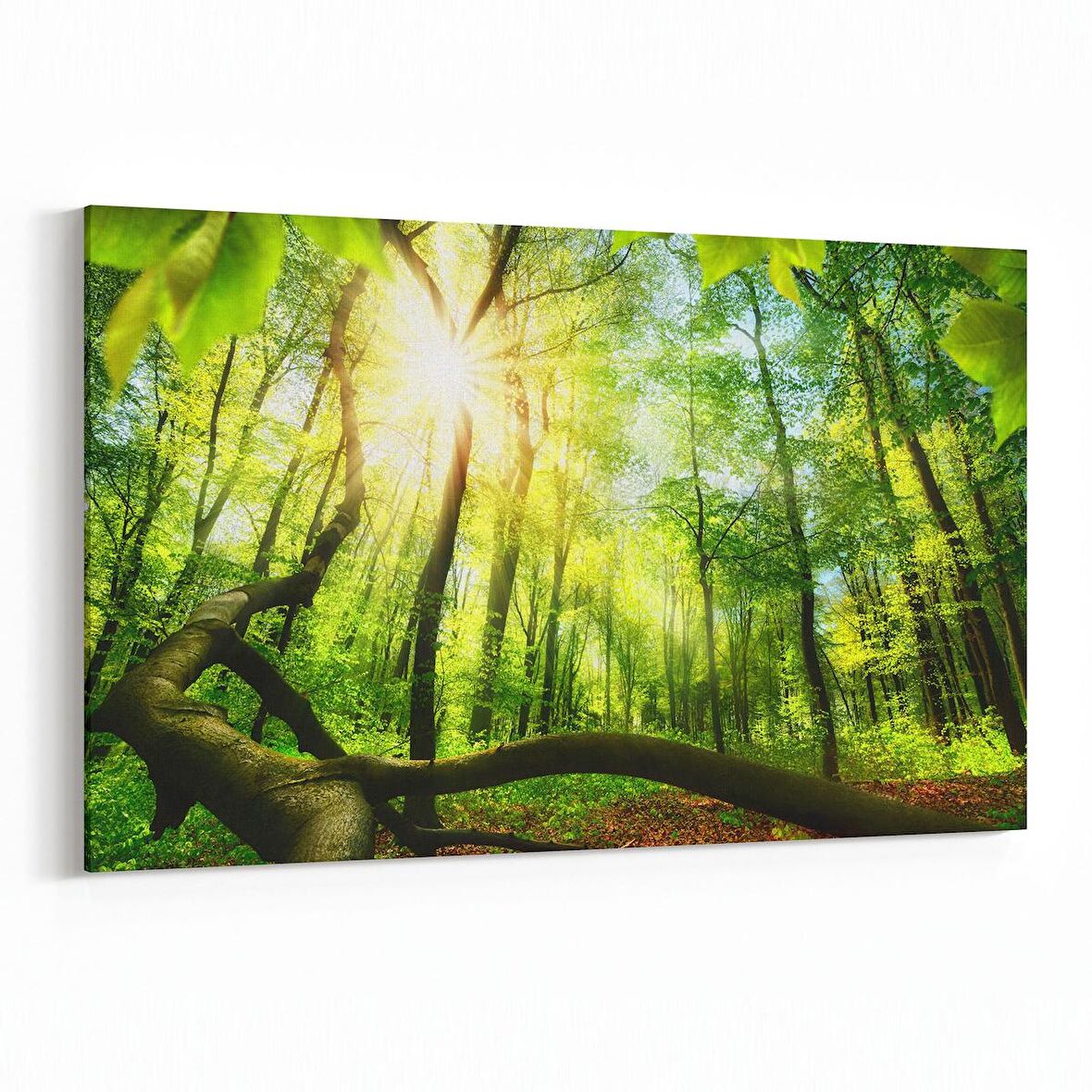 Olla 14313Y Doğa / Manzara Görseli Yatay Kanvas Tablo (Ölçü: 30X20)