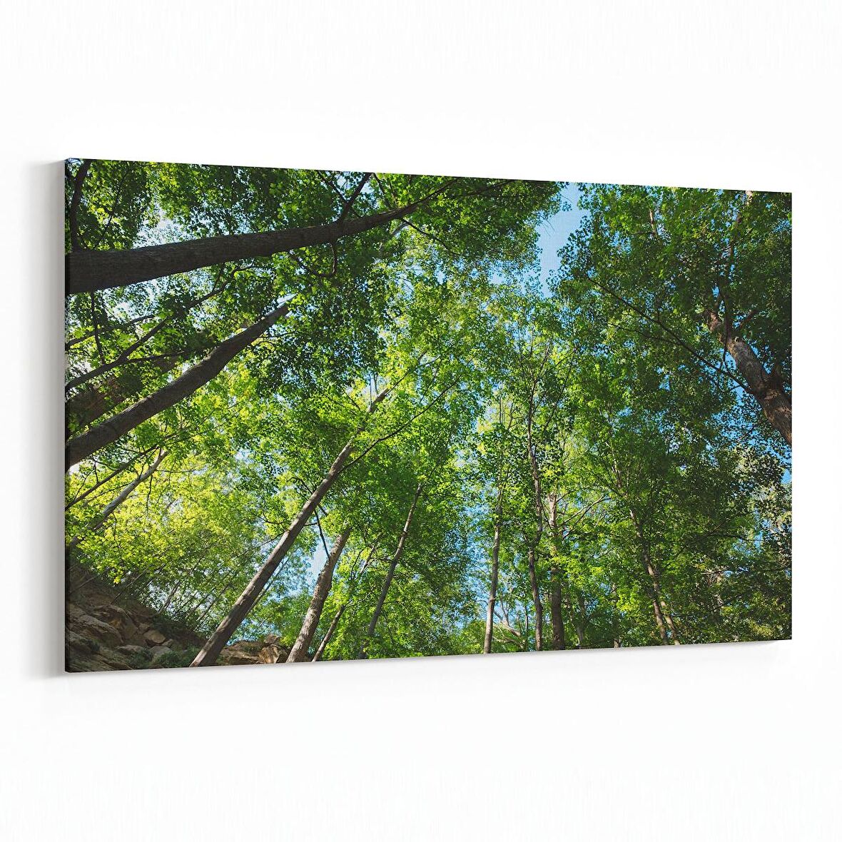 Olla 10991Y Ağaç Görseli Yatay Kanvas Tablo (Ölçü: 70X50)