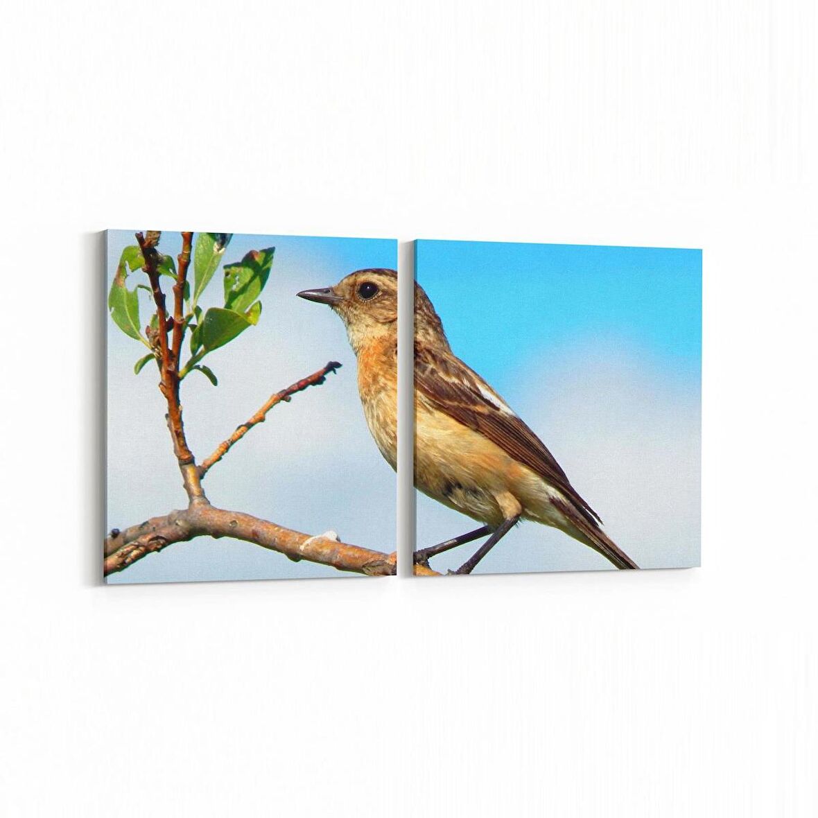 Olla 12647K2Y Hayvanlar Alemi Görseli Kare 2'li Yatay Kanvas Tablo (Ölçü: 85X40)