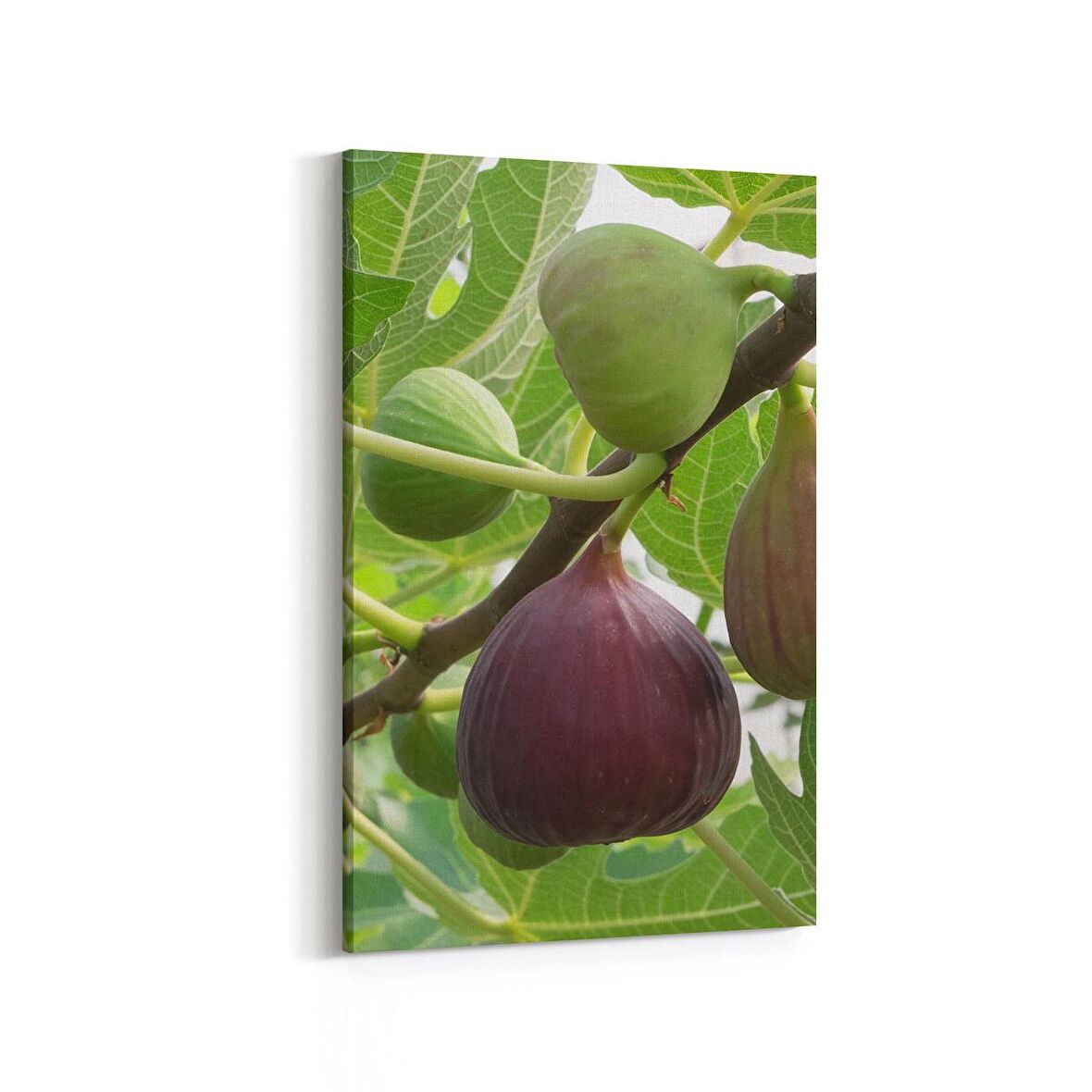 Olla 15181D Gıda Görseli Dikey Kanvas Tablo (Ölçü: 60X90)
