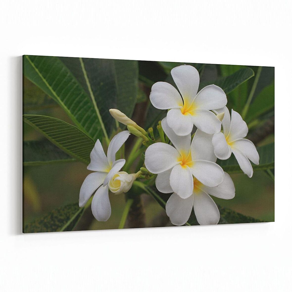 Olla 10859Y Ağaç Görseli Yatay Kanvas Tablo (Ölçü: 150X100)