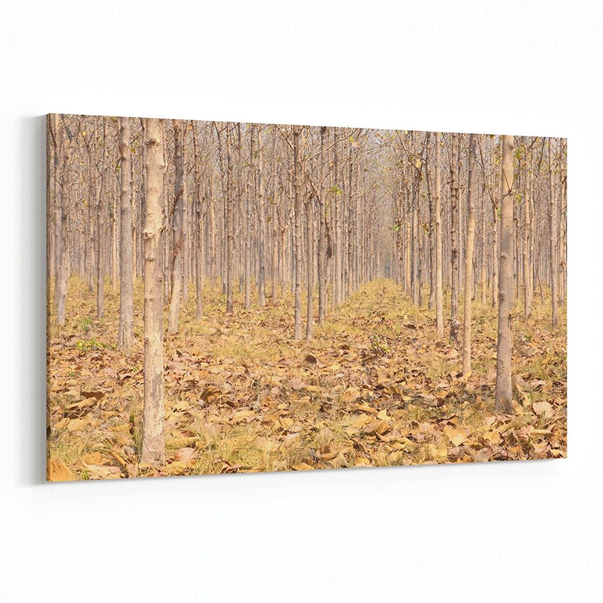 Olla 14460Y Doğa / Manzara Görseli Yatay Kanvas Tablo (Ölçü: 90X60)